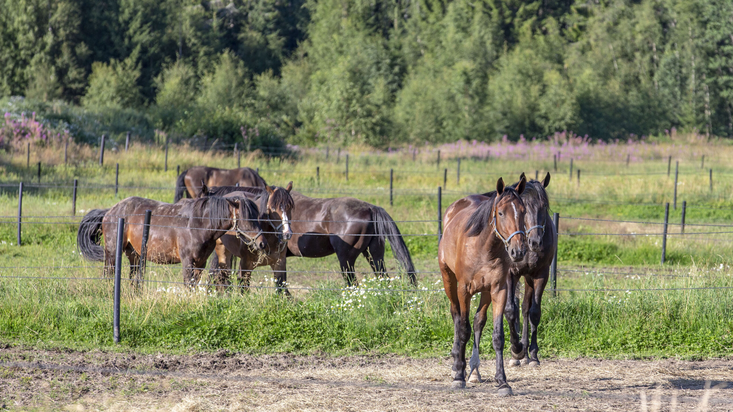 Några hästar ute i en hage.