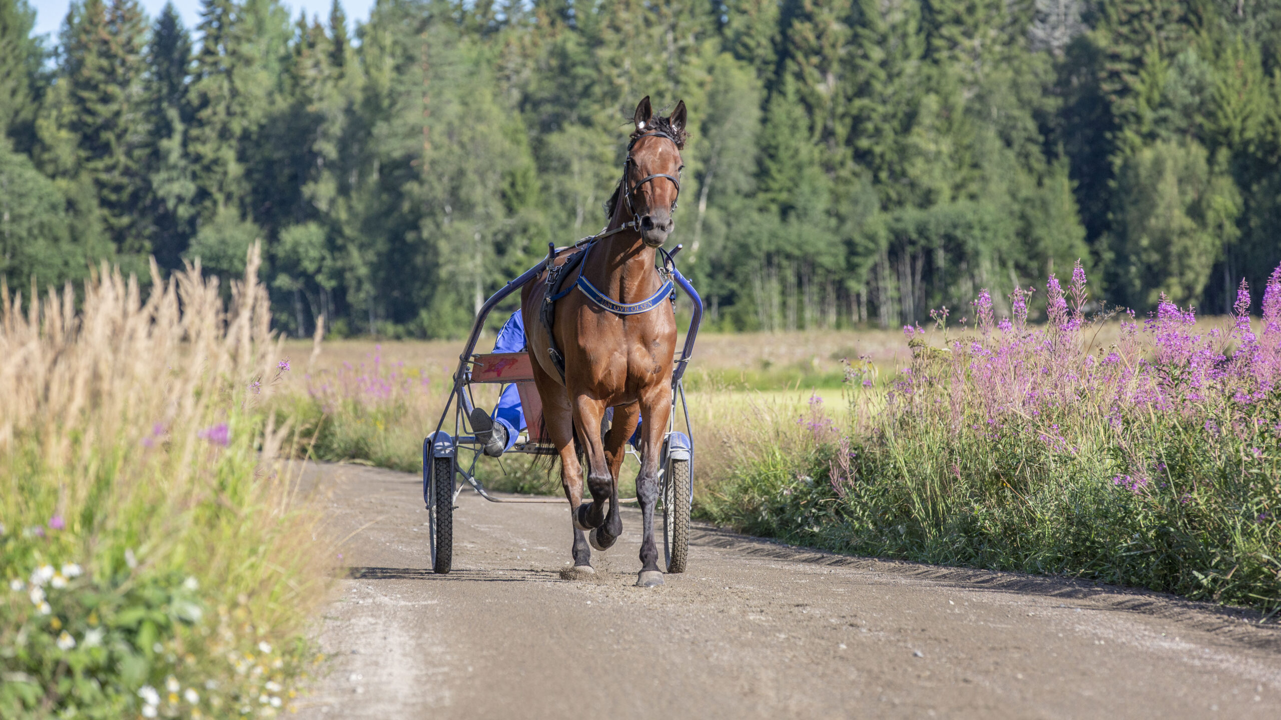 Jan Ove Olsen kör en häst på en solig sommardag.