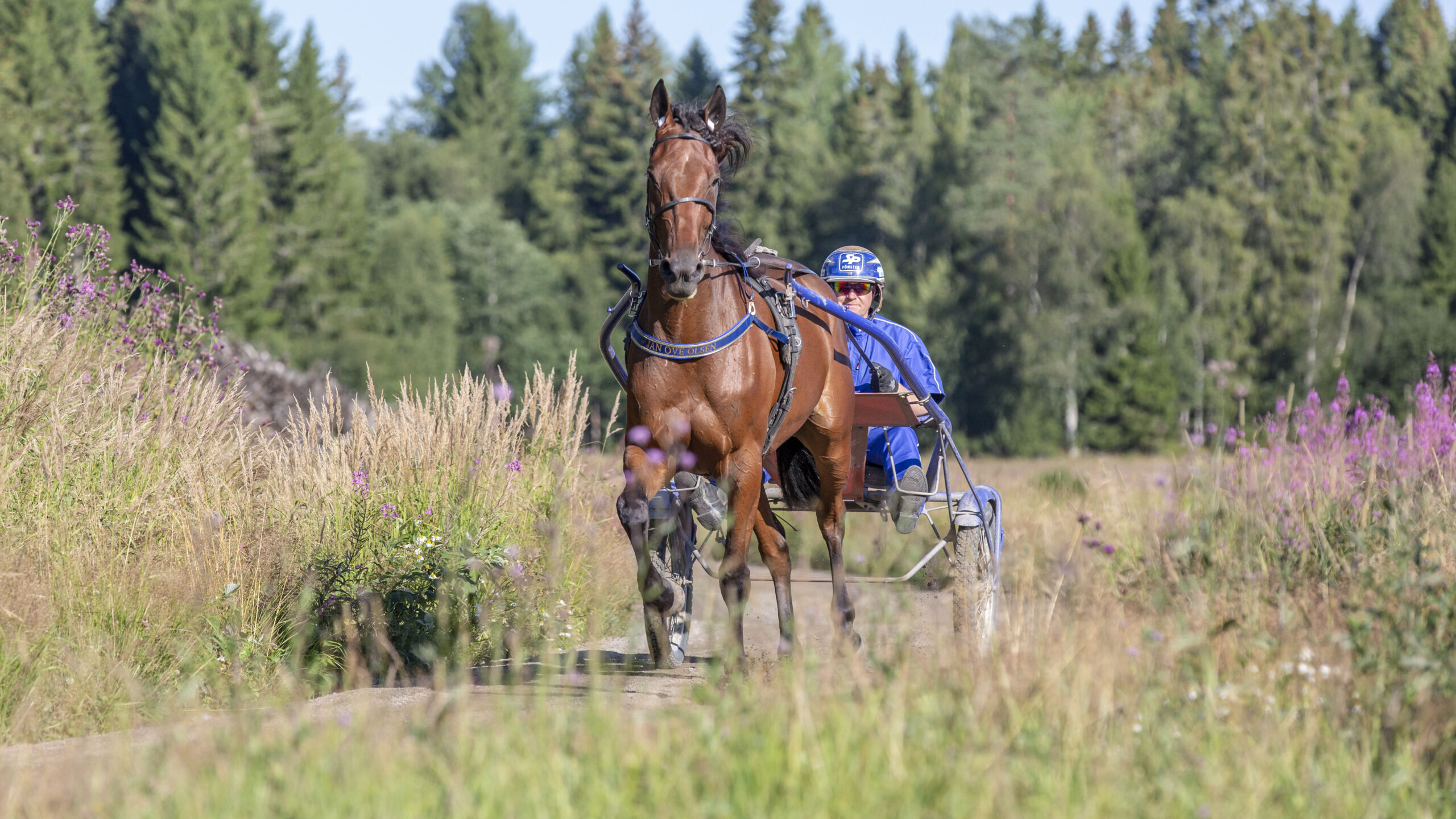 Jan Ove Olsen kör en häst på en solig sommardag.