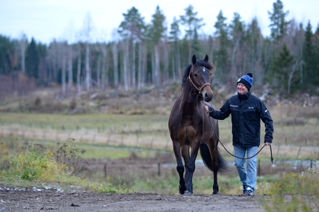 Jan Ove Olsen leder en häst.